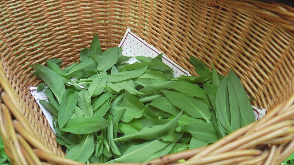 Sremuš salata – prolećni eliksir zdravlja koji čisti organizam