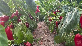 Ako želite nikad veći rod paprike ovog leta, pored nje posadite ovu biljku