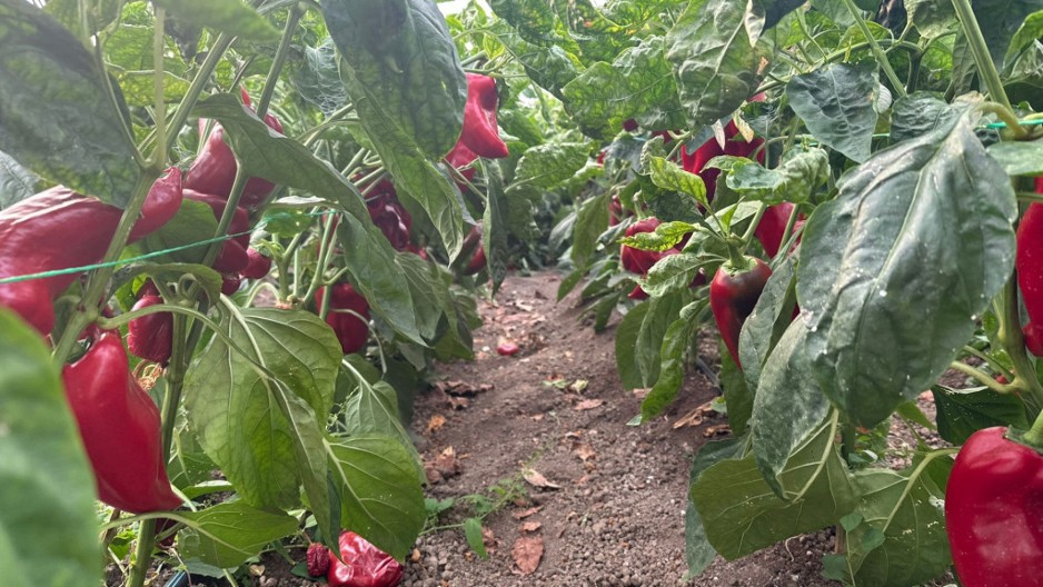 Ako želite nikad veći rod paprike ovog leta, pored nje posadite ovu biljku