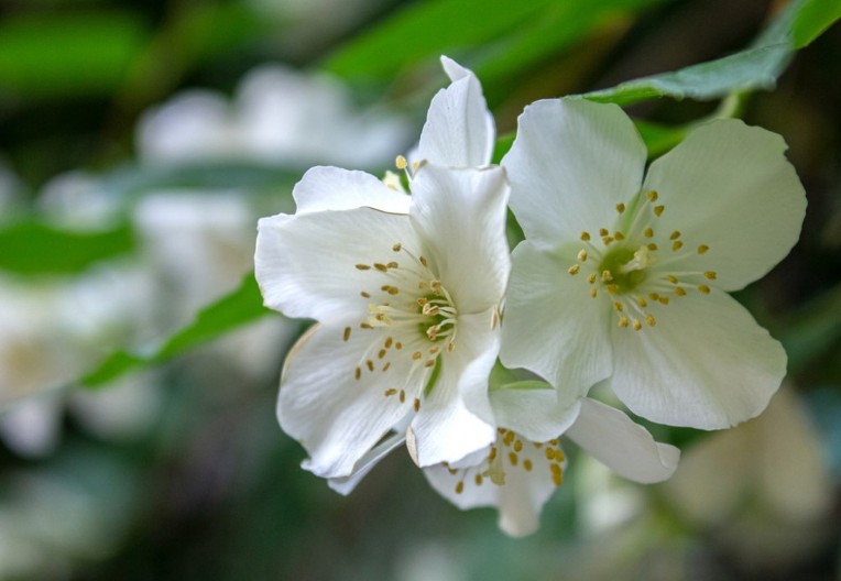 OVAJ CVET PRIVLAČI BOGATSTVO, NEKAD GA JE OBAVEZNO IMALA SVAKA KUĆA U JUGOSLAVIJI! Njegov miris će vas oboriti s nogu, a tek izgled…