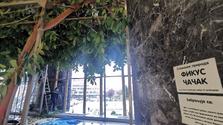 Čudo prirode i dalje živi u samom centru Čačka i to u zatvorenom prostoru: Fascinatni fikus slavi 54. rođendan, žene čekaju u redu da uzmu pelcer ove biljke