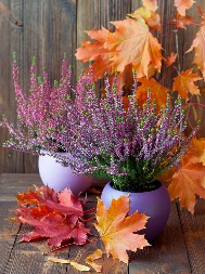 Jezik cvetova u srpskoj tradiciji: Šta je lavanda značila u svadbenim običajima u Homolju