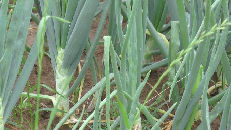 Kako je izumrla stara sorta srpskog luka iz Šumadije – priča o "šarenom jagodinskom"