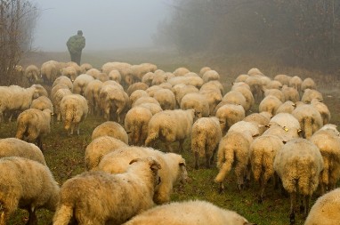 Govor duvanja na Pešterskoj visoravni: Kako su pastiri komunicirali zvižducima na vetru