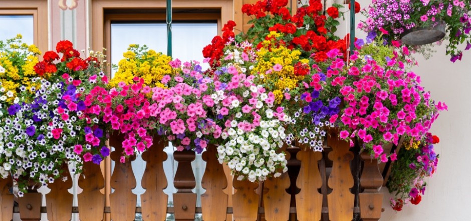 Šta se seje i sadi u aprilu: Proleće je stiglo, vreme je za cveće!