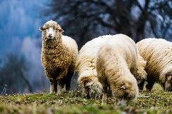 Ovca pramenka sa Peštera: Poslednji čobani na vetrovima koji nikad ne staju