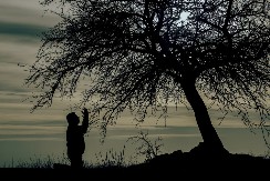 BORA MI, GLOGA MI Zašto se Srbi vekovima kunu baš u bor i glog i šta je prava priča iza te zakletve