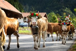 Kićenje krava za Svetog Iliju u Negotinskoj Krajini: Običaj koji je donosio mleko, zdravlje i blagostanje