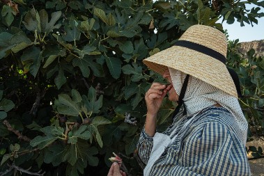 Naše bake i deke nikad nisu sadili smokvu blizu kuće: Razlog će vas šokirati - ovo drvo nikako nije poželjno