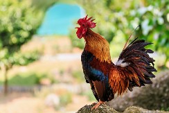 Kad petao zapeva: Zašto je njegov glas granica između svetova