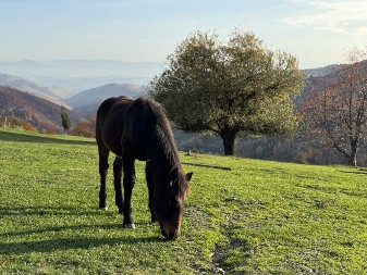 Selo bez signala i bez puta: Kako izgleda život u Gornjoj Rečici ispod Golije