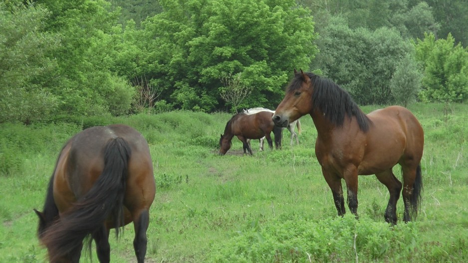 Konj u srpskom predanju: Sveti pratilac ratnika, vodič duše i životinja koja vidi ono što ljudi ne smeju