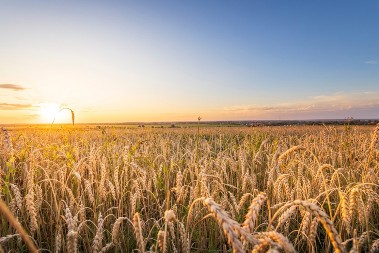 Ko čuje šapat iz klasja: Verovanje da polje govori pred promenu sudbine