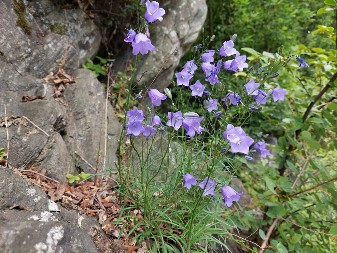 Tajno značenje zvončića: Zašto se verovalo da zvono prvog zvončića čuva ljubav od rastanka