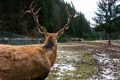 Jelen kao vodič duše: Predanja o životinji koja prati pokojnika kroz šumu ka svetlosti
