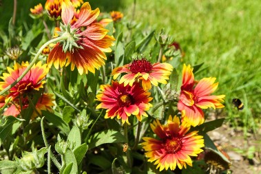 Cveće za lenje baštovane: Cveta do leta do jeseni, ne zaliva se i ne plevi - korov pored njega nema šansu