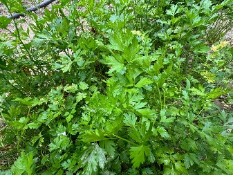 Koren peršuna kao amajlija: Tajni običaj devojaka koje nisu želele da im ljubav „pobegne“