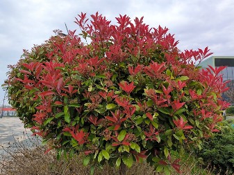 Drvo obnove i strasti uspeva u baštama desetinama godina: Posadite ga sada i raskošnim izgledom i svojim bojama osvežiteće dvorište