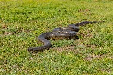 Zmijski dani u avgustu: Verovanje da zmije u prvoj nedelji avgusta mogu govoriti – ali samo ako ih niko ne čuje