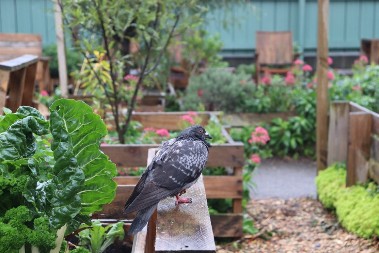 OVO SIGURNO NE ZNATE: Kako golub pismonoša zna put do kuće?