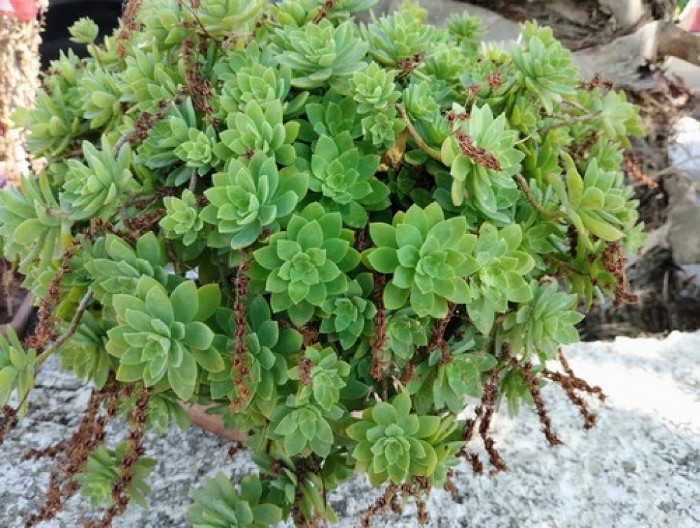 ČUVARKUĆA ISPOD KROVA: Šta znači stari srpski običaj sadnje ove biljke na krovu kuće?