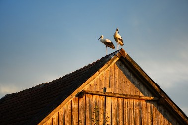 KAD SE RODA NASTANI NA KROVU: Zašto su Srbi nekada verovali da ova ptica štiti kuću od požara?