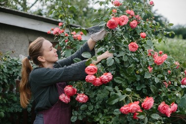 Kako pravilno orezati ružu kad precveta? Isecite je ovako i iz svakog starog izaćiće 10 novih cvetova