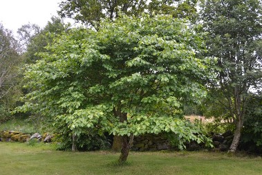 ZABORAVLJENO SRPSKO „SVETO DRVO“: Zašto su naši preci verovali da brekinja štiti od groma?