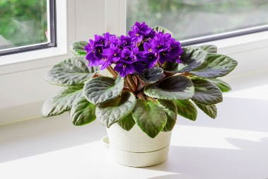 MOĆNI MAGNET ZA OSEĆANJA: Ovo cveće nosi jedinstvenu simboličku moć