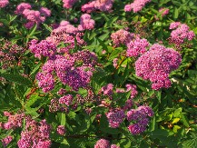 5 prelepih biljaka za ljubitelje bez vremena i iskustva: Uspevaju uz minimalnu negu i cvetaju kao san