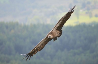 ZAŠTO JE ORLOV NOKAT BIO VAŽAN U SRPSKOJ MAGIJI: Simbolika i primena orlovih kandži u narodnim običajima
