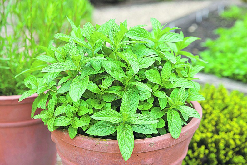 NOSITE JE U NOVČANIKU Evo zašto za OVU BILJKU smatraju da privlači PARE, osim što je i za zdravlje korisna