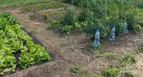 Minimalna ulaganja: Napravite sami sistem za zalivanje „kap po kap“ i to od stvari koje već imate! (VIDEO)