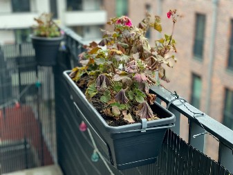 Ako vam se cveće suši iako mislite da sve radite kako treba: Ovo su neki od skrivenih razloga
