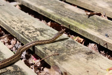 Ove 3 biljke zmije apsolutno ne vole, posadite ih u dvorište, celo leto će vas obilaziti u širokom luku