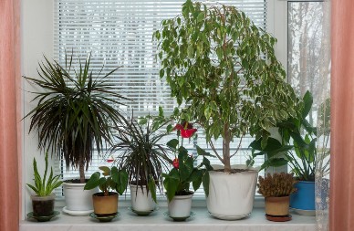 4 neuništive sobne biljke koje mogu da vas nadžive: Uspevaju čak i onima kojima se i kaktus osuši