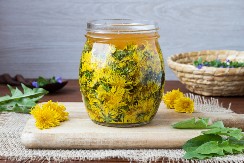 VERUJE SE DA REGULIŠE HOLESTEROL, IZBACUJE TOKSINE, OPORAVLJA JETRU: 10 primena moćnog maslačka!