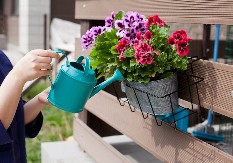 Razlog zbog kojeg vam listovi žute i opadaju: Kada je pravo vreme za zalivanje cveća tokom vrelih dana?