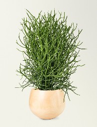 Neuništive sobne biljke: Ako ne možete da održite ni kaktus u životu, ove 4 biljke su vaša jedina nada