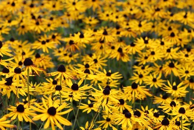 Rudbekija je cvet koji obožava leto: Laka je za održavanje, ima sitne cvetove i može da poraste i do 2 metra visine