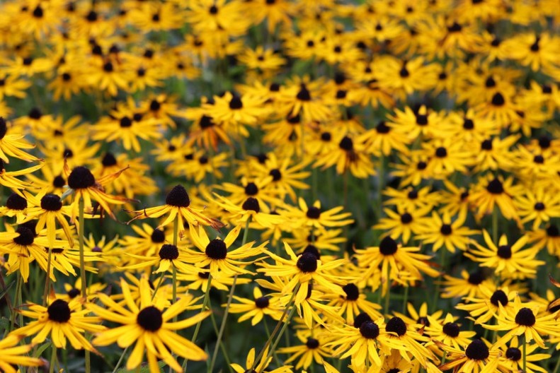 Rudbekija je cvet koji obožava leto: Laka je za održavanje, ima sitne cvetove i može da poraste i do 2 metra visine