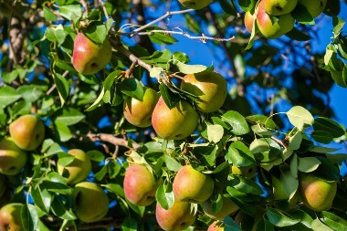 Retka sorta kruške „Lubeničarka“ iz okoline Valjeva: Voćna tajna čuvana generacijama