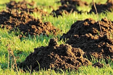 Krtice se ovoga užasno plaše: Stavite ga u rupu i nikada ih više nećete videti