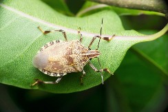 Stavite ovo na prozor i gledajte kako smrdibube beže glavom bez obzira
