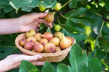 1 SMOKVA SVAKI DAN U STANJU JE DA OPORAVI CELO TELO: Evo kako! (RECEPT)