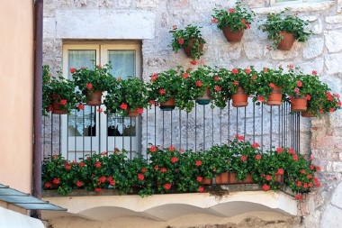 Ove vrste cveća trpe visoke temperature! Prelivaju iz saksije, krase baštu tokom celog leta - prave lepotice