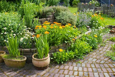 Nema bolje domaće prihrane za cveće od ove: Bujaće kao ludo od ovog sastojka iz kuhinje