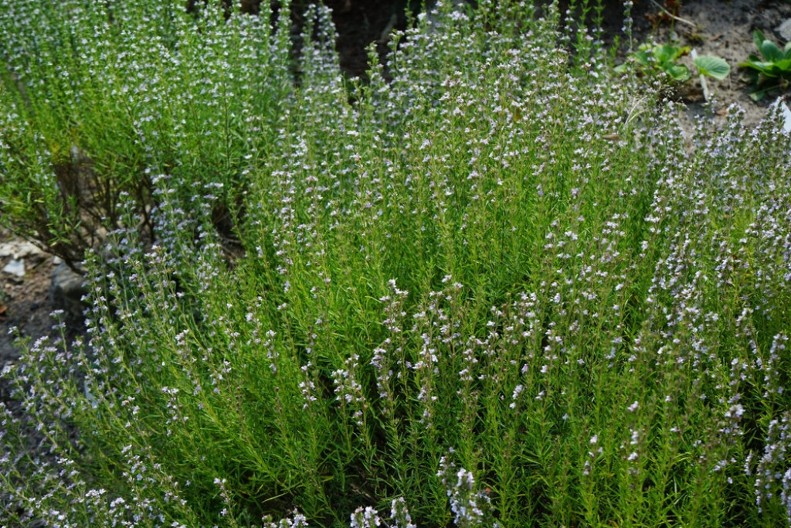 Biljka planine tajni: Rtanjski čaj za zdravlje i snagu