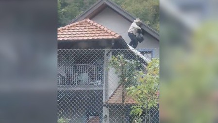 Više ljudi u Srbiji strada od stršljena nego od ujeda zmije, u ranu jesen su posebno aktivni: Prave gnezda na nepristupačnim mestima i deluju "kao teroristi"