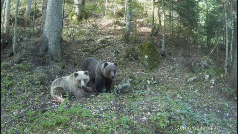 Odu peške do Zenice pa se vrate kući na Taru da dremaju: Medvedi se spremaju za zimski san - zbog klimatskih promena pitanje je da li će u njega uopšte utonuti